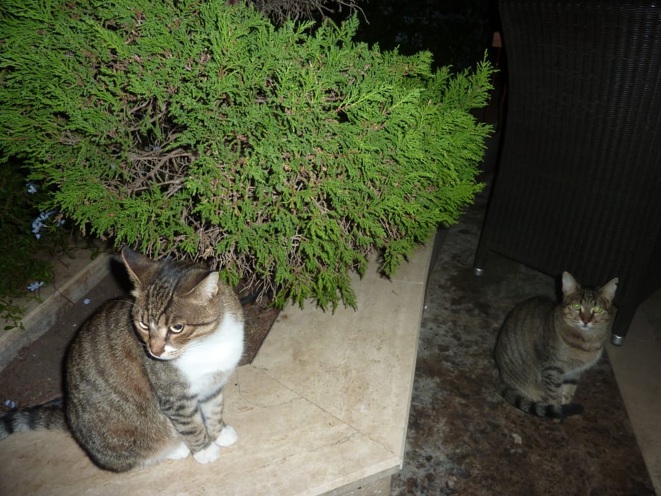 Sonstiges Balmy Foresta