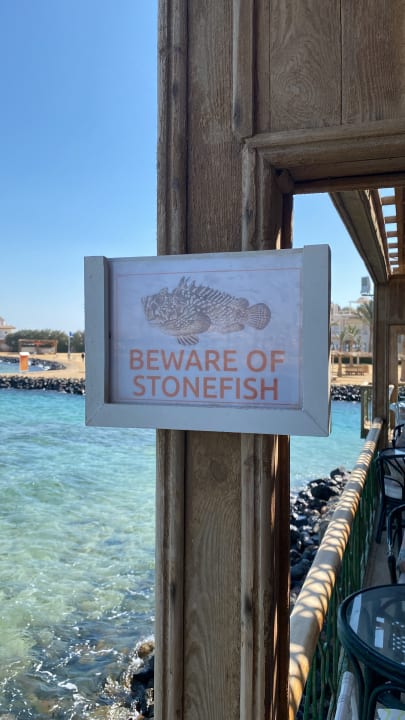 Sonstiges Desert Rose