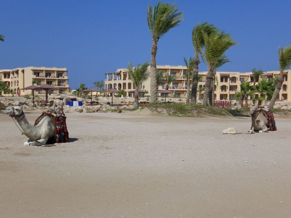 Die Kamele ROBINSON SOMA BAY