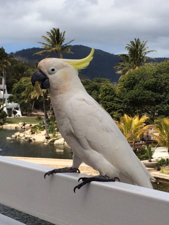 Besucher auf dem Balkon InterContinental Hayman Island Resort