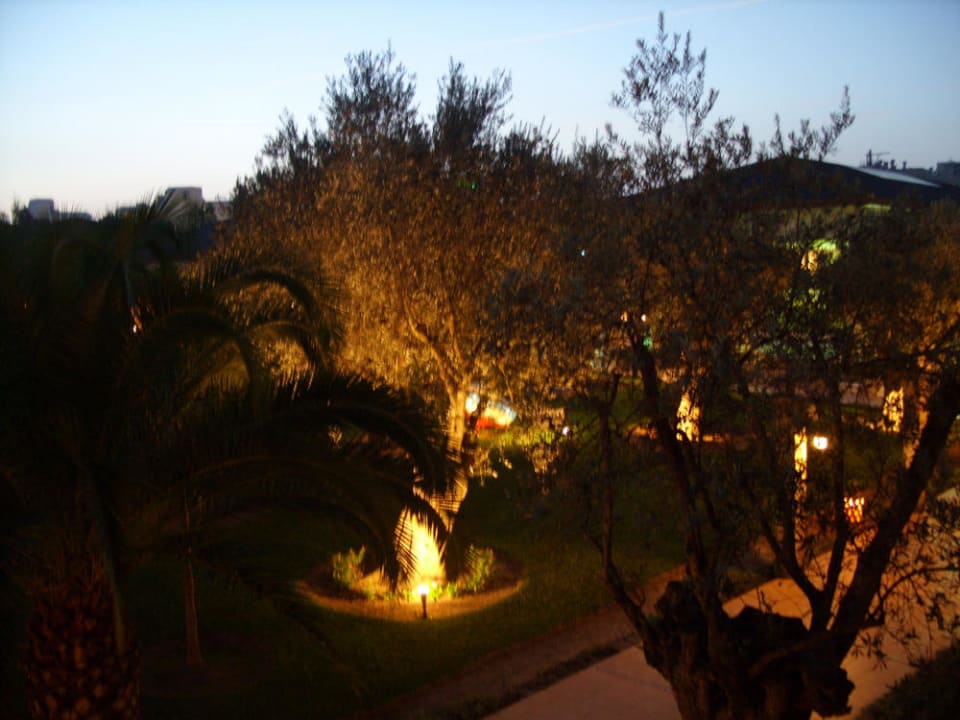 Schöner alter Olivenbaum Prinsotel La Dorada