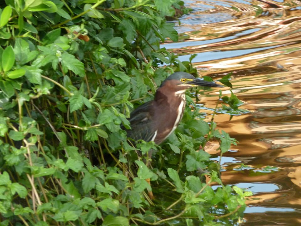 Tiere (aus dem Zweithotel) Punta Cana Princess All Suites Resort & Spa
