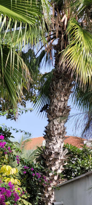 Gartenanlage Sentido Trendy Verbena Beach