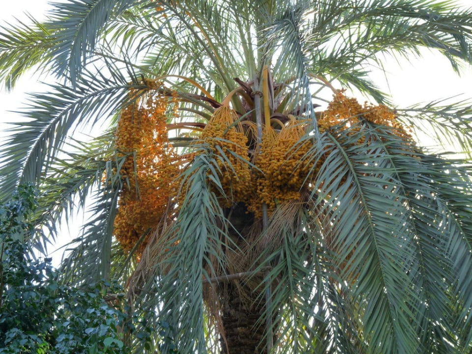 Palme mit Früchten Hotel Sirma