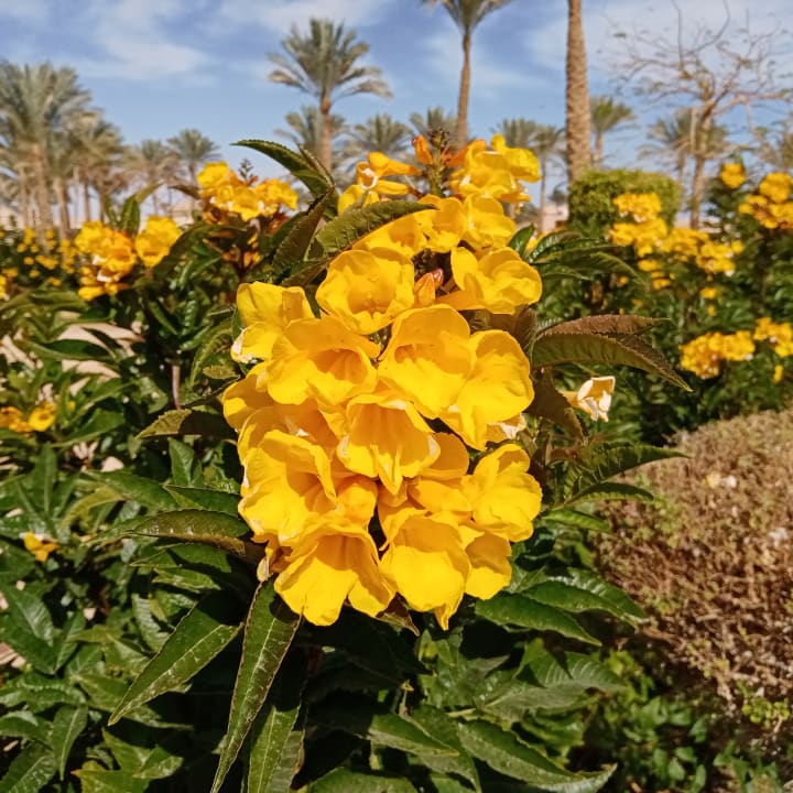 Gartenanlage Cleopatra Luxury Resort Makadi Bay