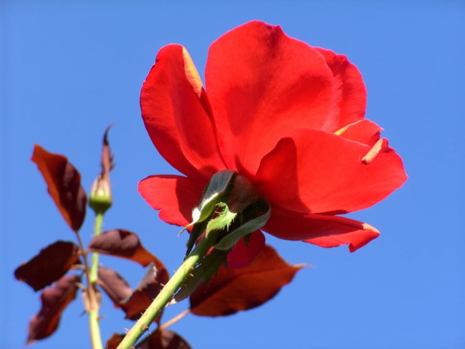  Rose  mit blauen Himmel Hotel Delphin Palace