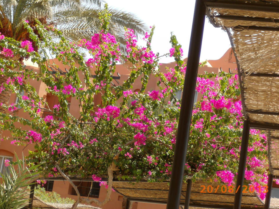 Blumen Jaz Makadi Oasis Resort