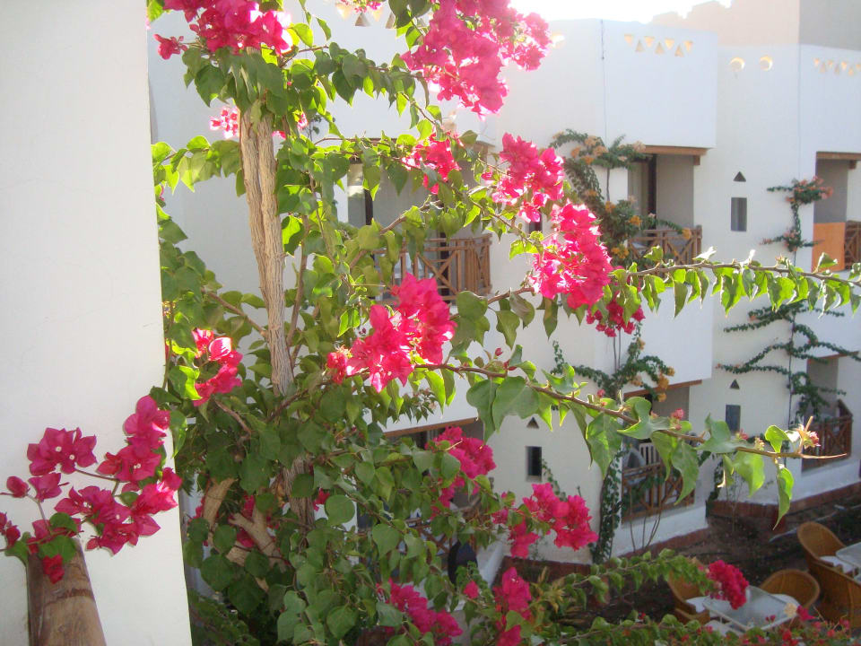 Vue d'une chambre Ghazala Gardens