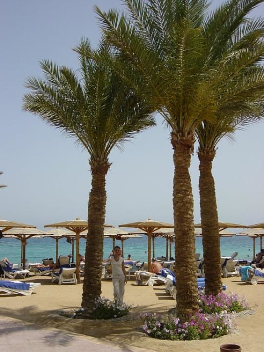 Widok na plaże Palm Beach Resort
