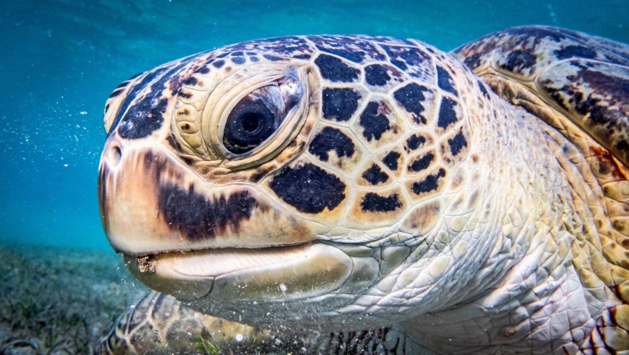 Sport & Freizeit Hotel Gorgonia Beach Resort