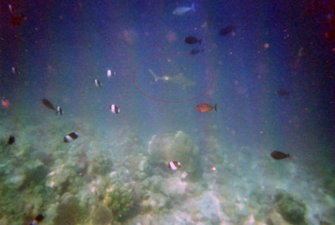 Hai am Hausriff Sun Siyam Iru Fushi