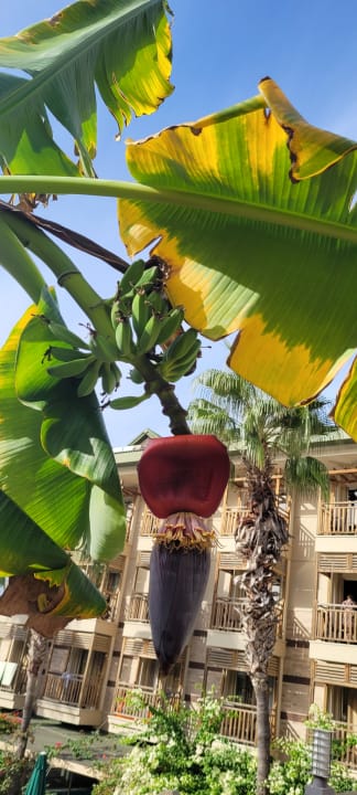 Sonstiges Can Garden Resort
