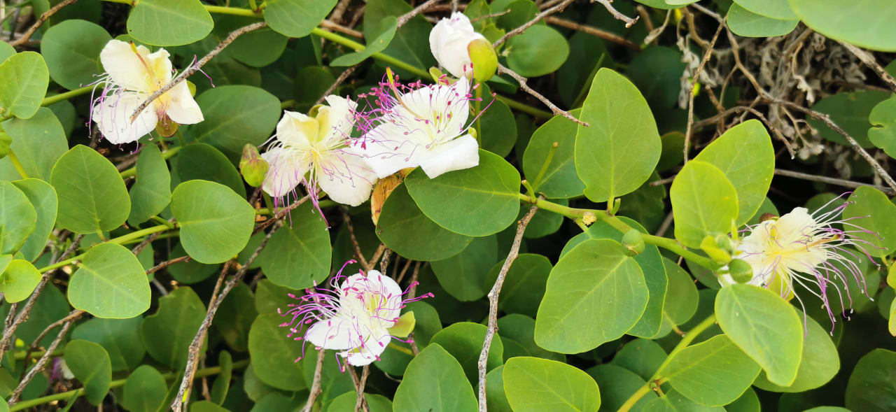 Gartenanlage Globales Almirante Farragut