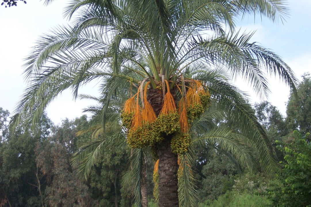 Unglaublich schön Falkensteiner Club Funimation Garden Calabria