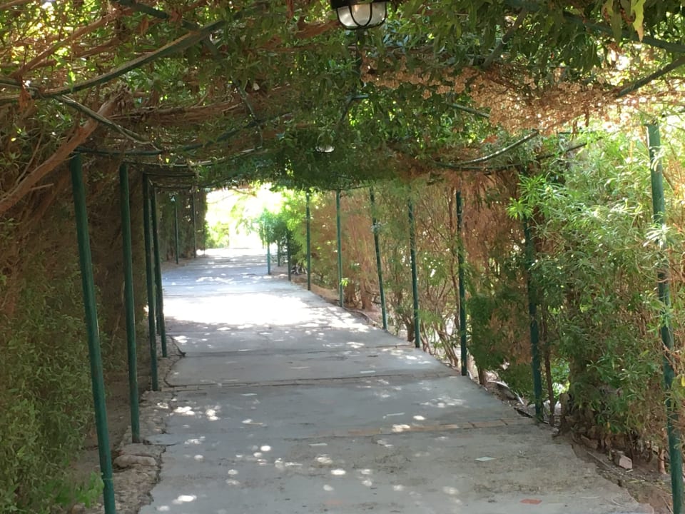Garten Jaz Makadi Oasis Resort