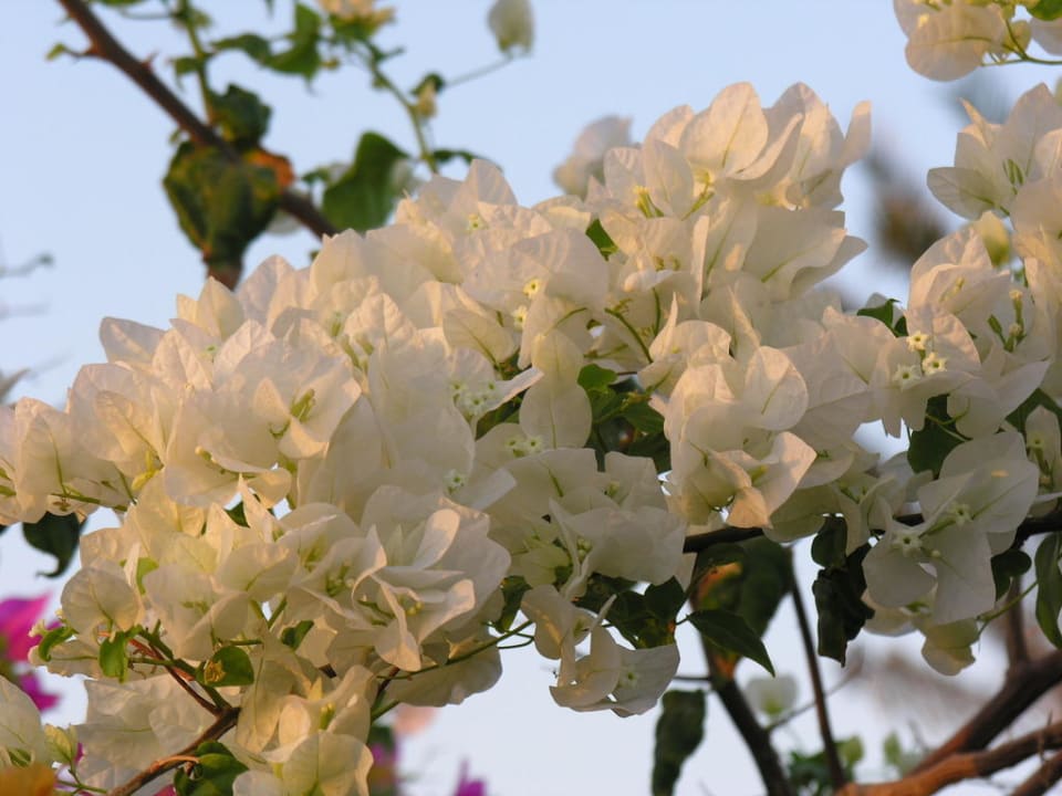 Kwiaty Malikia Resort Abu Dabbab