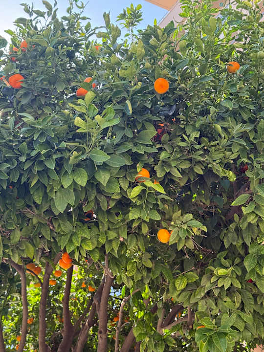 Gartenanlage Fame Residence Lara & Spa