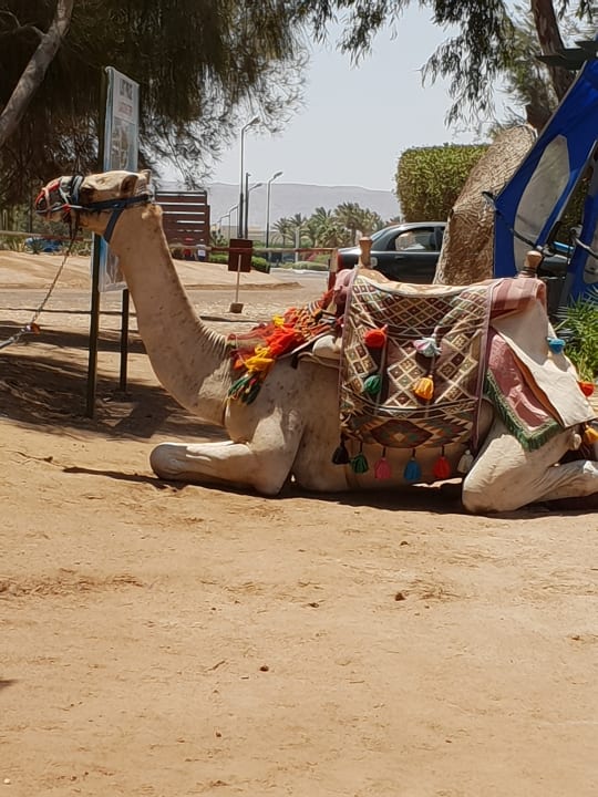 Sonstiges Three Corners Rihana Resort Deluxe