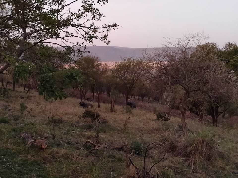 Ausblick Serengeti Serena Safari Lodge