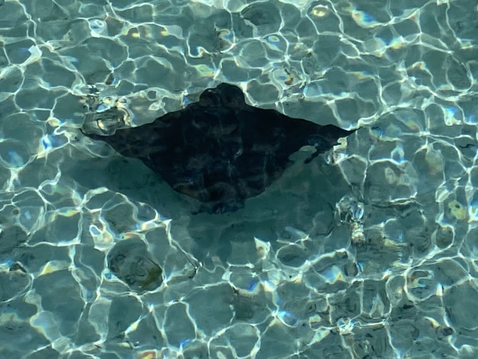 Sport & Freizeit Cinnamon Hakuraa Huraa Maldives