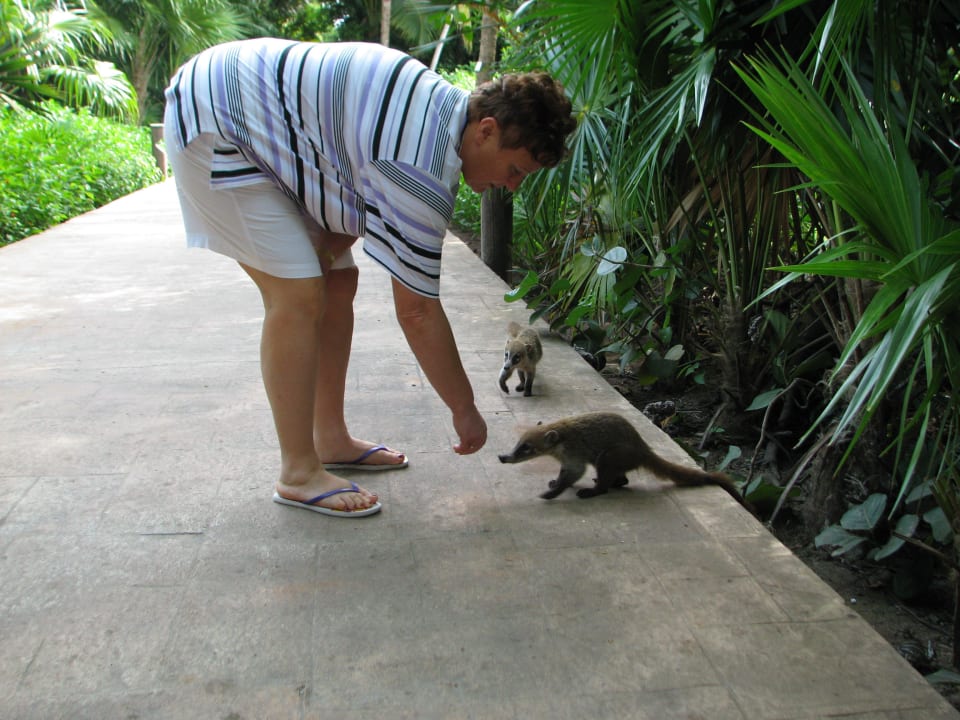 Hallo! Catalonia Playa Maroma