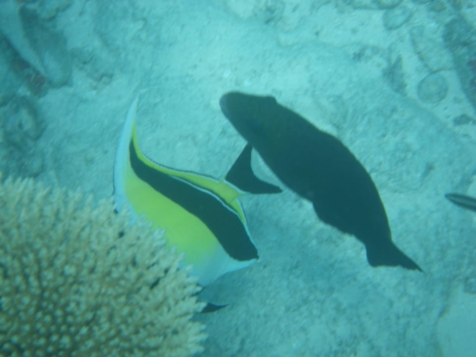 Fische Diamonds Thudufushi