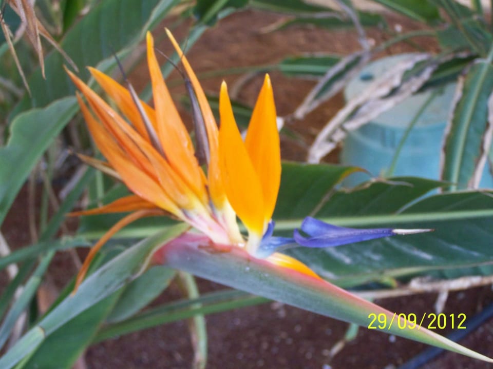 Strelizien Blume der Islas Canarias Club Hotel Drago Park