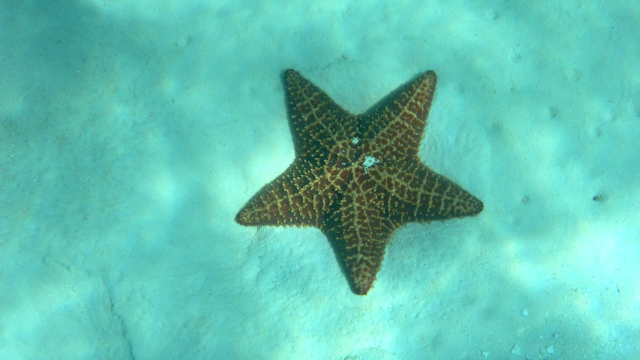 Strand Hotel Viva Dominicus Beach by Wyndham - All Inclusive Resort