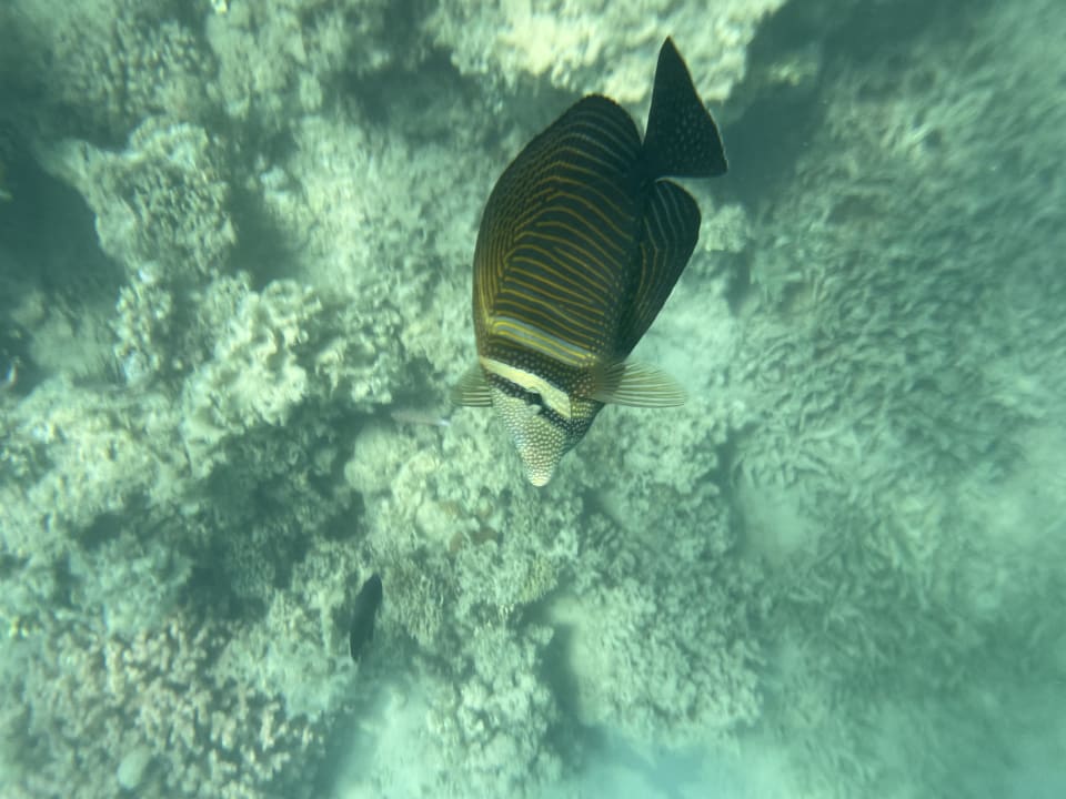 Sport & Freizeit Sentido Caribbean World Soma Bay