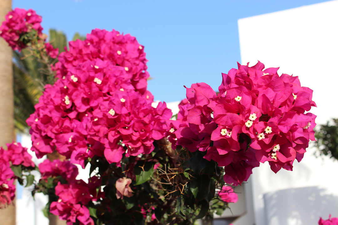 Gartenanlage allsun App.-Hotel Albatros