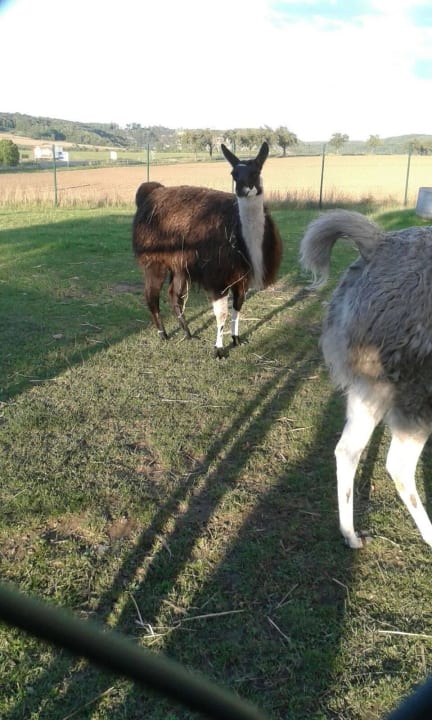 Lamas Hotel Sonnekalb