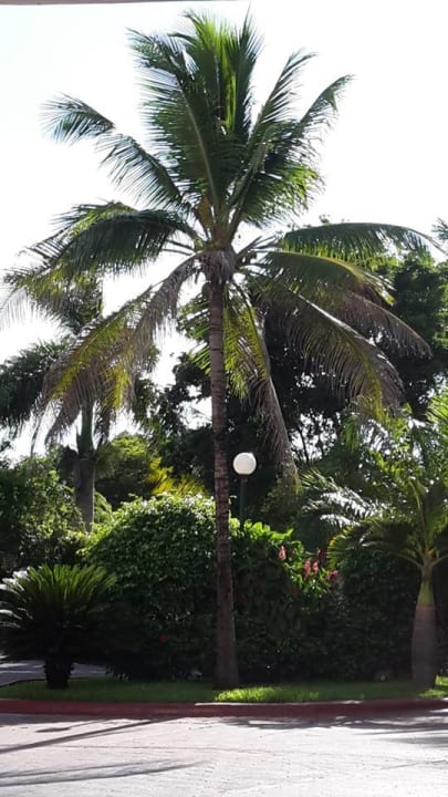 Bäume Catalonia Royal Tulum Beach & Spa Resort - Adults only