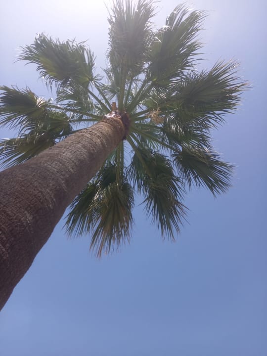 Gartenanlage allsun App.-Hotel Orient Beach
