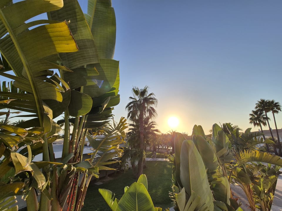 Gartenanlage Hotel Riu Chiclana