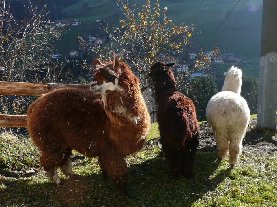 Alpakas am Maurachhof Bauernhof Maurachhof