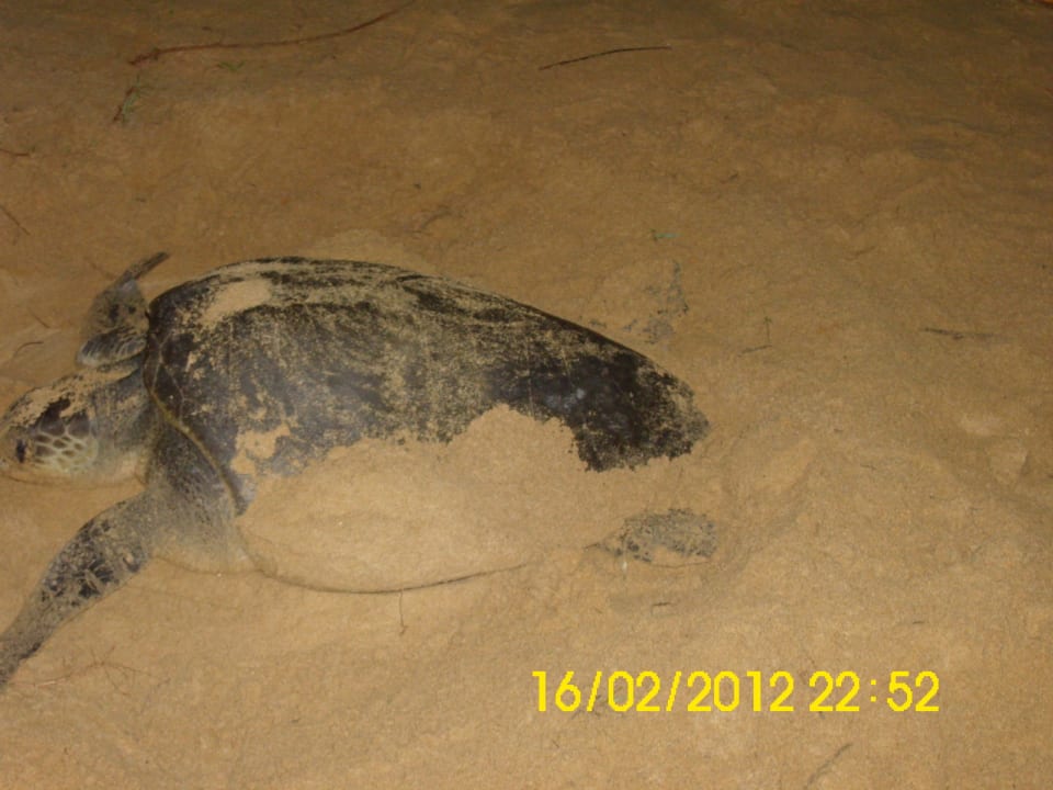 Schildkröte - nach Eiablage Hotel Koggala Beach