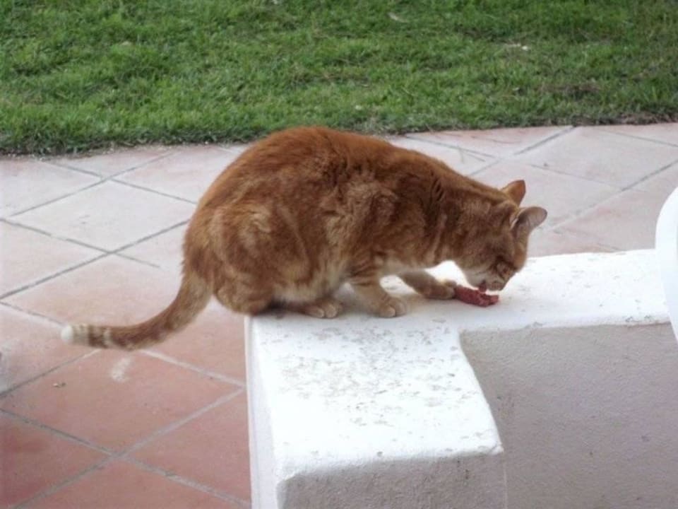 Katzen kommen zu Besuch Algarve Gardens