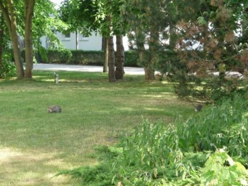 Hasenfamilie IFA Rügen Hotel & Ferienpark