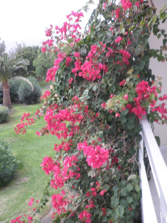 Balkonbepflanzung allsun App.-Hotel Esquinzo Beach