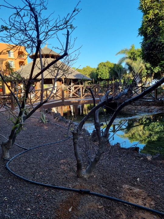 Gartenanlage Sheraton Fuerteventura Golf & Spa Resort