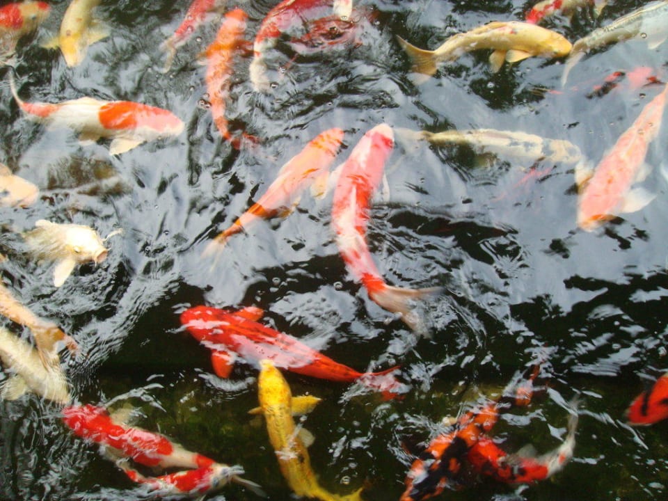 Koi-Fische Hotel Le Duc de Praslin