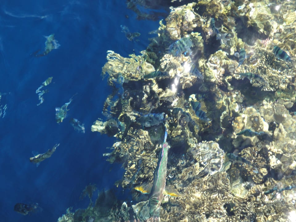 Zahlreiche Fische vom Steg aus The Grand Hotel Sharm El Sheikh