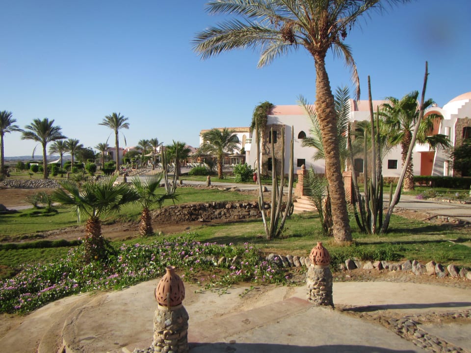 Kakteen  Shams Alam Beach Resort