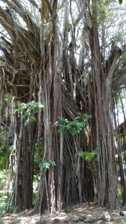 Baum Baobab Beach Resort & Spa