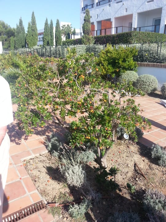 Flora und Fauna Fuerte Conil-Resort