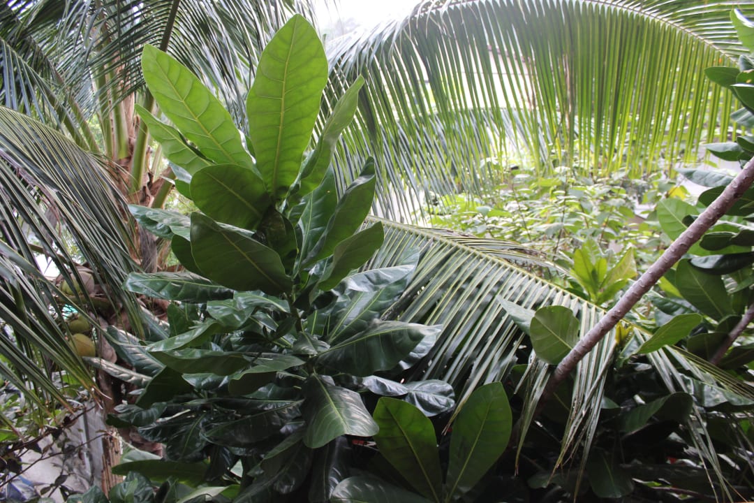 Wunderschön Buri Rasa Village Phangan