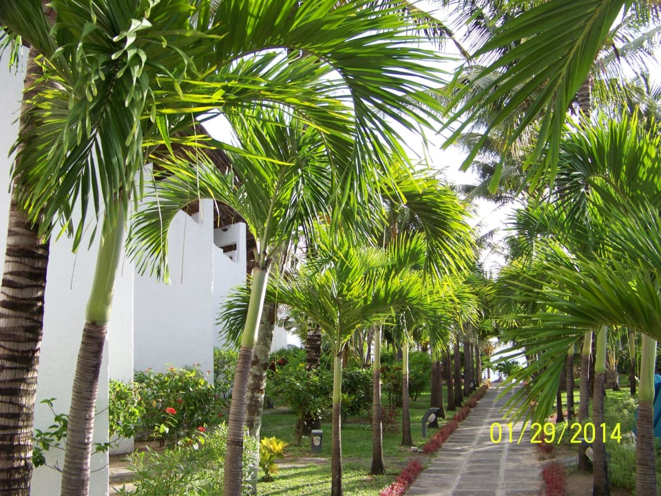 Der Palmenweg vom Pool zum Strand Veranda Palmar Beach Hotel
