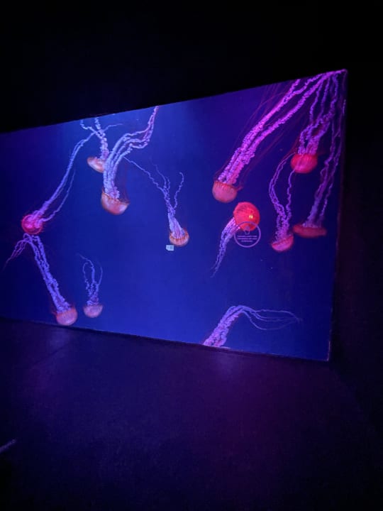 Sport & Freizeit Atlantis, The Palm