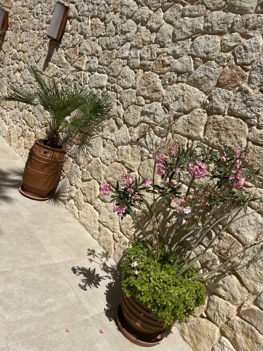 Gartenanlage Cactus Royal