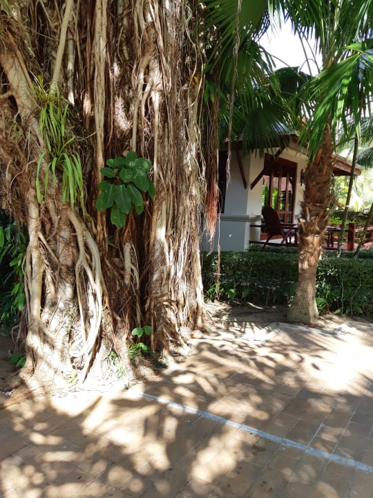 Gartenanlage Khaolak Laguna Resort